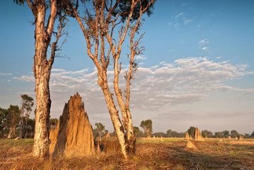 Termite mounds at dawn. Northern Territory, Australia © Andrew Deer