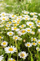 Fototapeta premium Wild chamomile