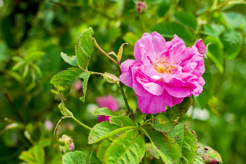 Bulgarian Damascena Rose