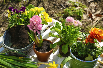 Fototapeta na wymiar Beautiful plants on garden table