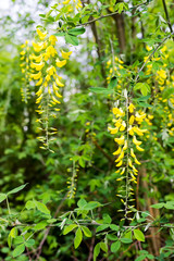 Obraz premium Cassia fistula