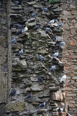 Viele Tauben sitzen auf Vorsprünge einer alten Steinwand