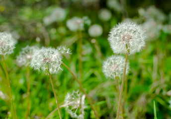 Dandelion field