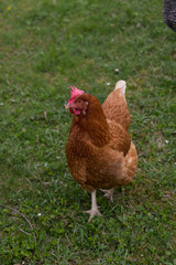 happy chicken at eastern