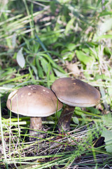 Mushrooms in an autumn forest in a sunny day