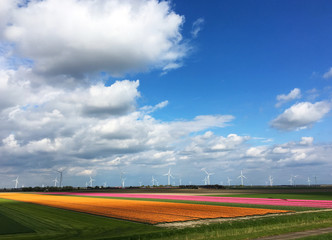 Windmills and tulip field, green energy concept 