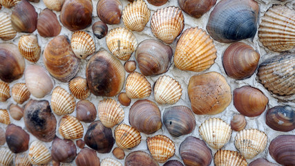 sea shells
