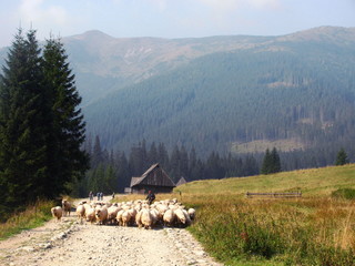stado owiec na szlaku górskim w Zakomapnem