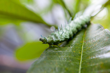 Fototapeta premium Green caterpillar with horns on a tropical leaf