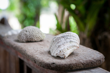 Obraz premium White coral decoration on wooden surface