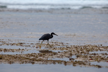 Black Heron at the sea hunts at low tide