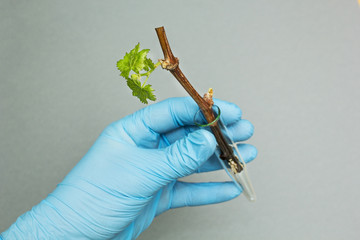 A germ of a new grape variety in a glass test tube in hand on a gray background, biotechnology.