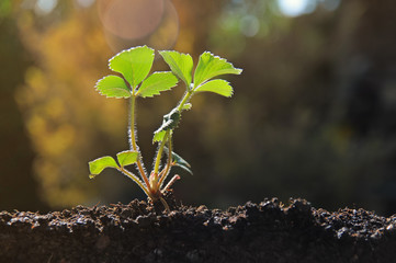 Strawberry seedlings in the spring sunset