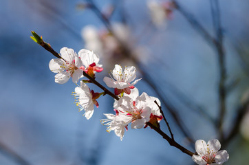 Белые цветы распускаются  на ветках дерева весной. Красивые цветы на плодовом дереве в апреле.