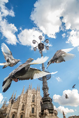 Pigeons over Milan Cathedral, Italy