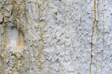 Texture of apple tree bark, whitewashed by lime, close