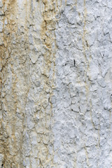 Obraz premium Texture of apple tree bark, whitewashed by lime, close