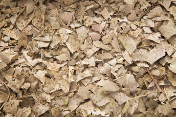Dried leaves as background - texture