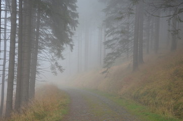 ścieżka w mglistym lesie - obrazy, fototapety, plakaty
