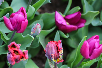 Close up of crenated pink tulips