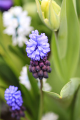 Close up of a grape hyacinth
