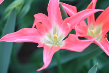 Fototapeta premium Close up of two pink tulips with green hearts.