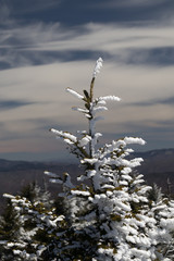 Snow Covered Tree in the Great Smoky Mountains