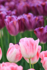 White tulips with pink edges and purple tulips in the background