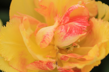 Fototapeta na wymiar Close up of a yellow pink tulip