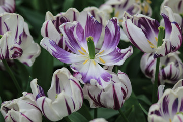 Close up of the heart of a white and purple tulip