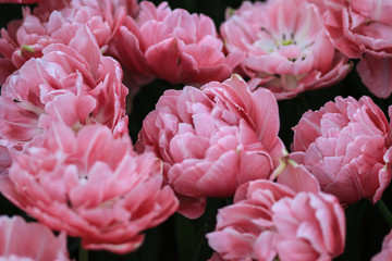 Fototapeta premium Bunch of pink tulips in a field
