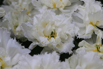 White tulips with crenelated leaves grouped together
