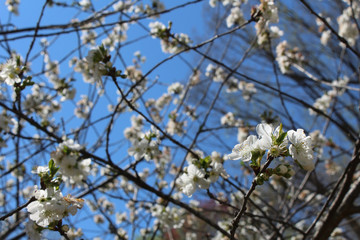 White sour cherry tree blooms, background soft

