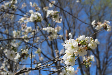 White sour cherry tree blossoms, background soft
