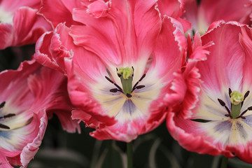 Obraz na płótnie Canvas Close up of a pink edged white tulip