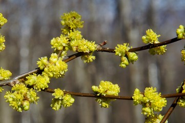 Spicebush