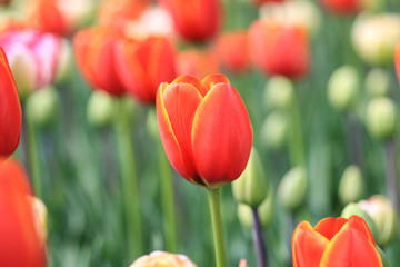 Close up of an red tulip with yellow edges and orange highlights.