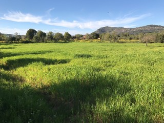 Campo Verde en Mallorca