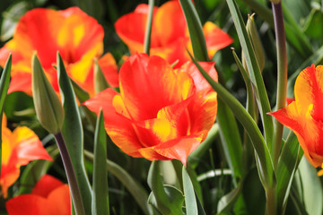 Close up of orange tulips with yellow highlights.