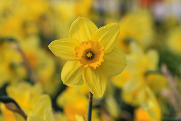 Close up of a yellow daffodil