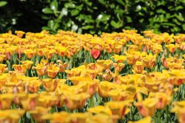 A red tulip standing alone in a field of yellow tulips