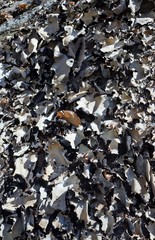 Rock Tripe