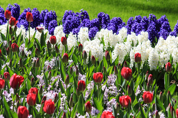 Purple and white hyacinths in a field with red tulips