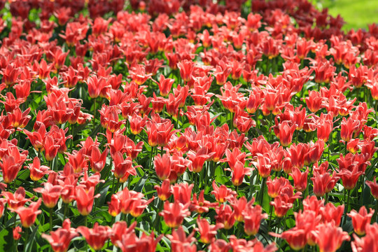 An abundance of red tulips with yellow buttoms