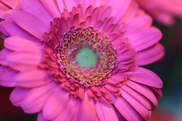 Obraz premium Close up of a pink gerbera flower with a green heart