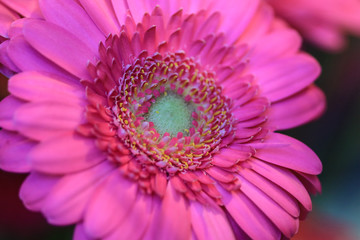 Close up of a pink gerbera flower with a green heart