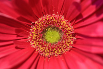 Close up of a pink gerbera flower with a limegreen heartand pink and yellow stamens in the heart