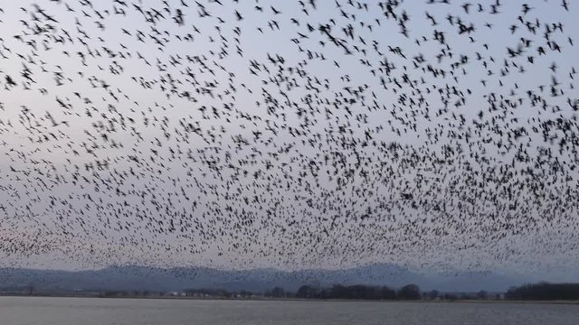 水辺の渡り鳥の群れが舞う風景_1