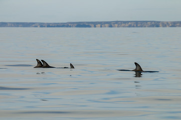 Dusky Dolphin, Patagonia, Argentina