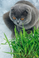 Scottish Fold Kitten with grass